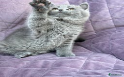 British Shorthair cats for sale: British shorthair kittens🐻🐻‍❄️🐻🐻‍❄️🐻🐻‍❄️ - Image 12