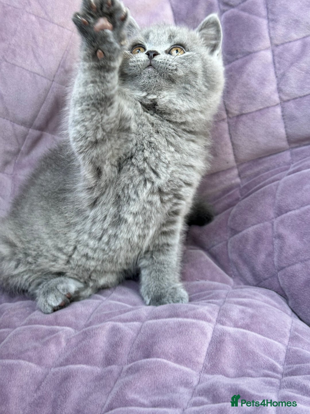 British Shorthair cats for sale: British shorthair kittens🐻🐻‍❄️🐻🐻‍❄️🐻🐻‍❄️ - Image 12