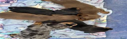 Miniature Dachshund dogs for sale: Miniature Dachshund  - Advert 16