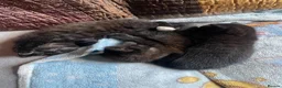 Mixed Breed cats for sale: 3 kittens and Mum Cat - Advert 5
