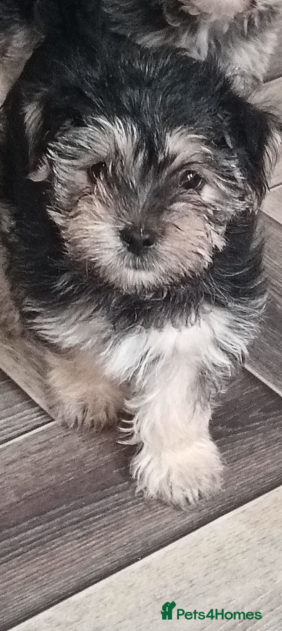 Morkie dogs Puppies  - Advert 2