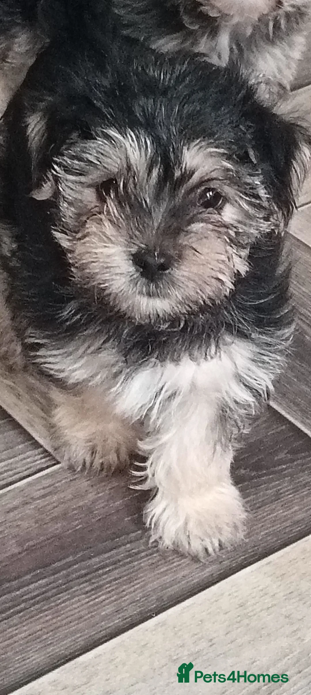 Morkie dogs for sale: Puppies  - Advert 1