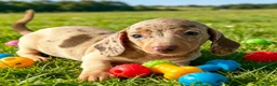 Miniature Dachshund dogs for sale: 🐾 Gorgeous Miniature Dachshund Puppies 🐾 - Advert 11