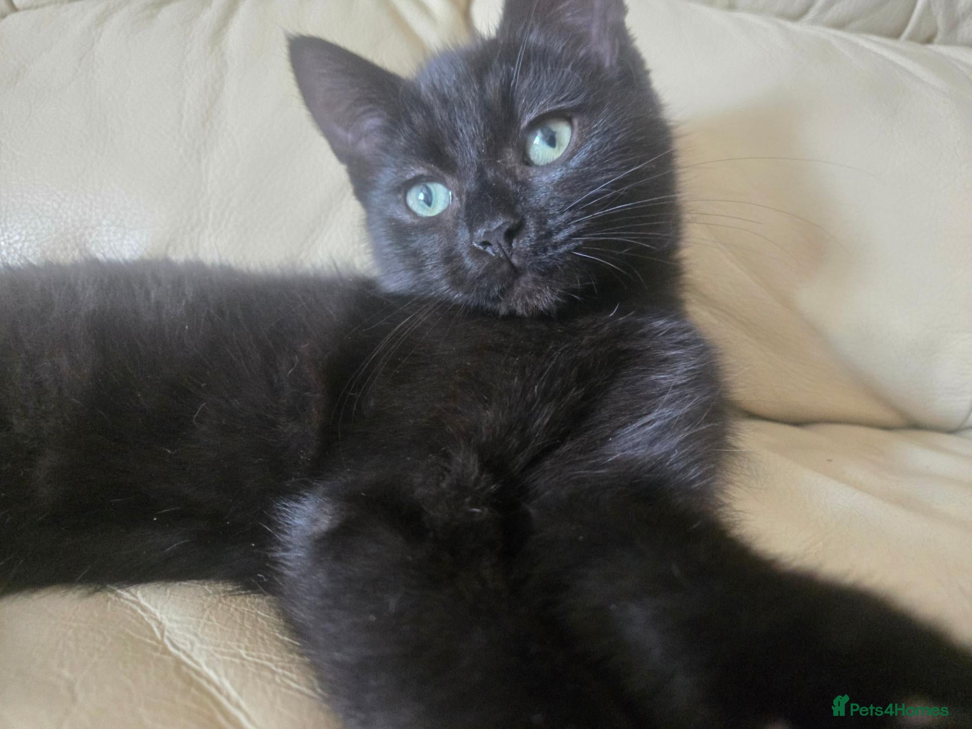 Ragdoll cats Gorgeous last boy kitty left  - Advert 8