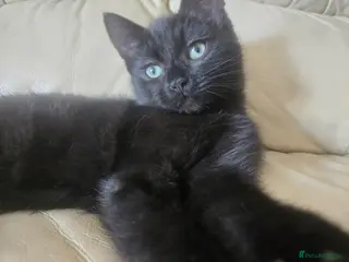 Ragdoll cats Gorgeous last boy kitty left - Advert 8