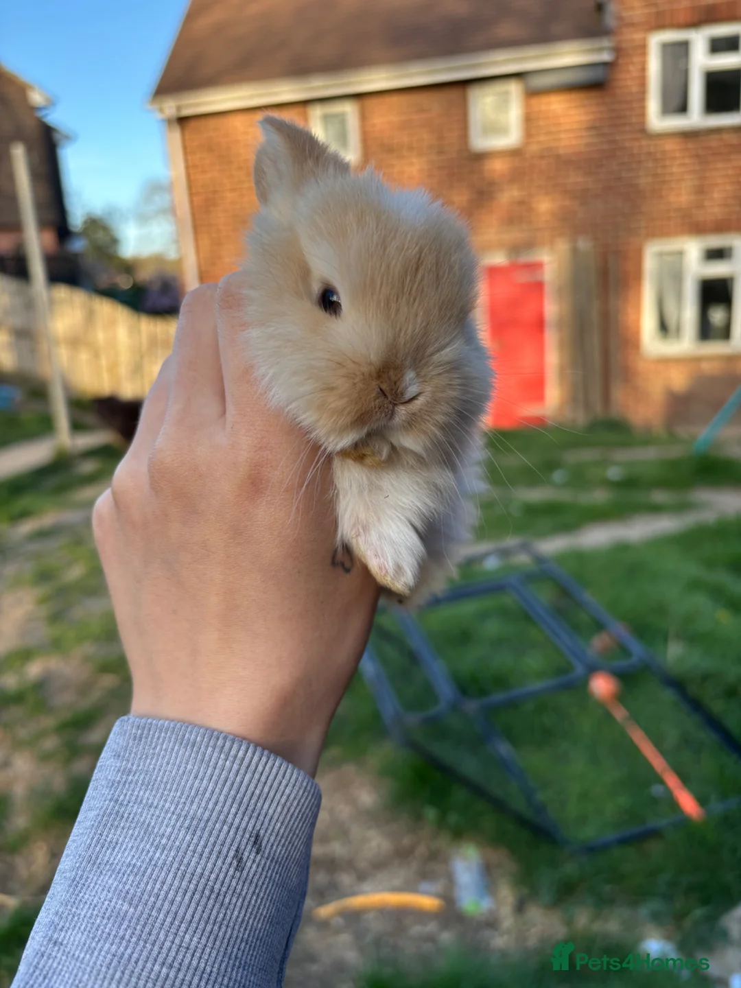 Mini Lop rabbits for sale: Last mini lop baby - Advert 4