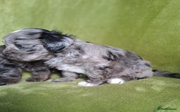 Lhasapoo dogs for sale: Lhasa Apso x Toy Poodle pups. Ready 11.09.25 - Image 4