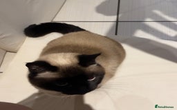 Siamese cats for sale: oft and Sweet cat to adoption for £0 - Image 1