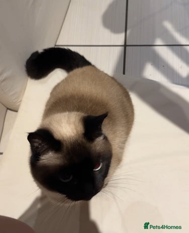 Siamese cats - Advert 2