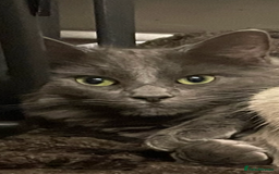 Ragdoll cats for sale: Rigdoll kittens  - Image 9