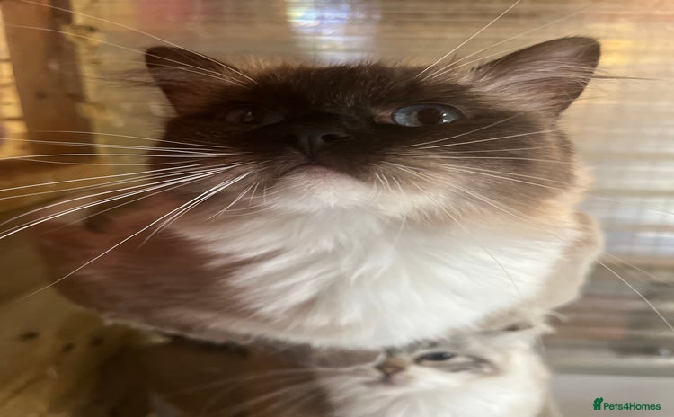 Ragdoll cats - Advert 1