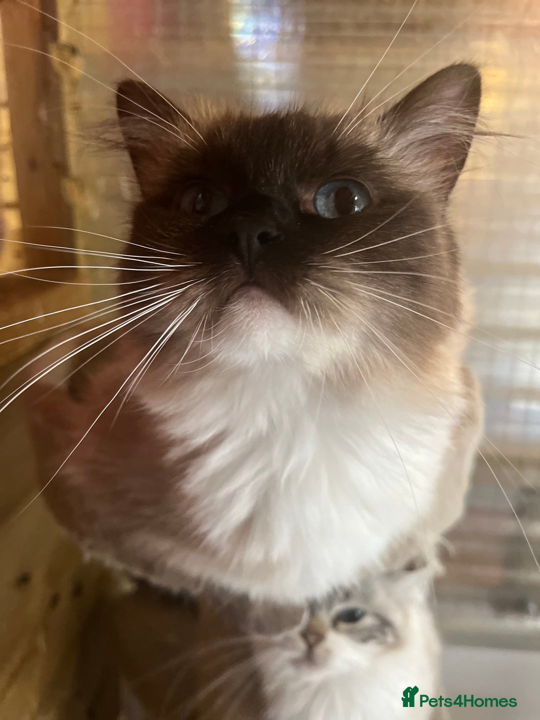 Ragdoll cats for sale: Adult female ragdoll  - Image 1