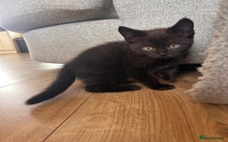 Maine Coon cats for sale: *ready now* Beautiful big Maine coon x BSH kittens - Image 16