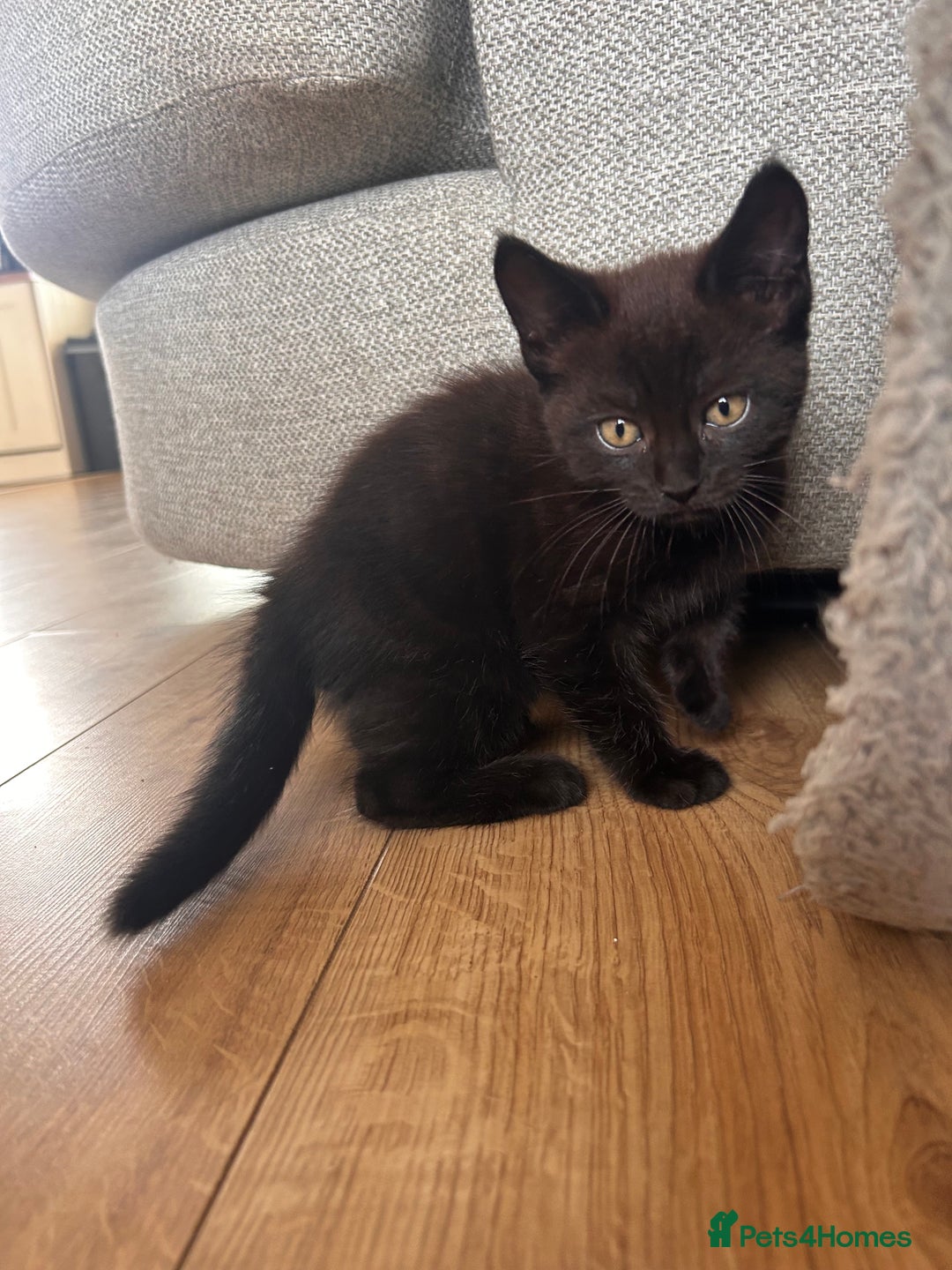 Maine Coon cats for sale: *ready now* Beautiful big Maine coon x BSH kittens - Image 16