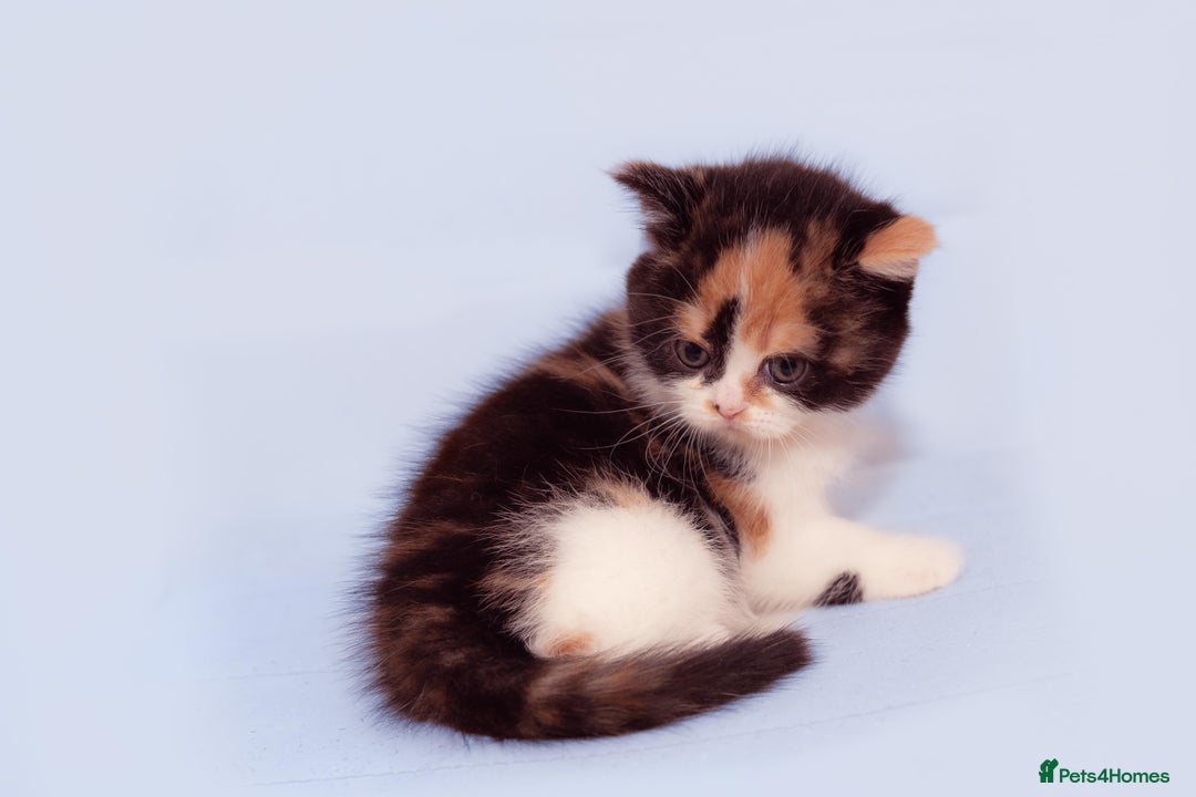 Scottish Fold cats for sale: The highest breeding quality Scottish Straight  - Advert 4