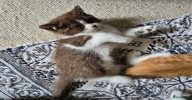 British Shorthair cats - Advert 12