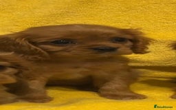 Cavalier King Charles Spaniel dogs for sale: Cavalier King Charles spaniel puppies 3 bitches  - Image 7