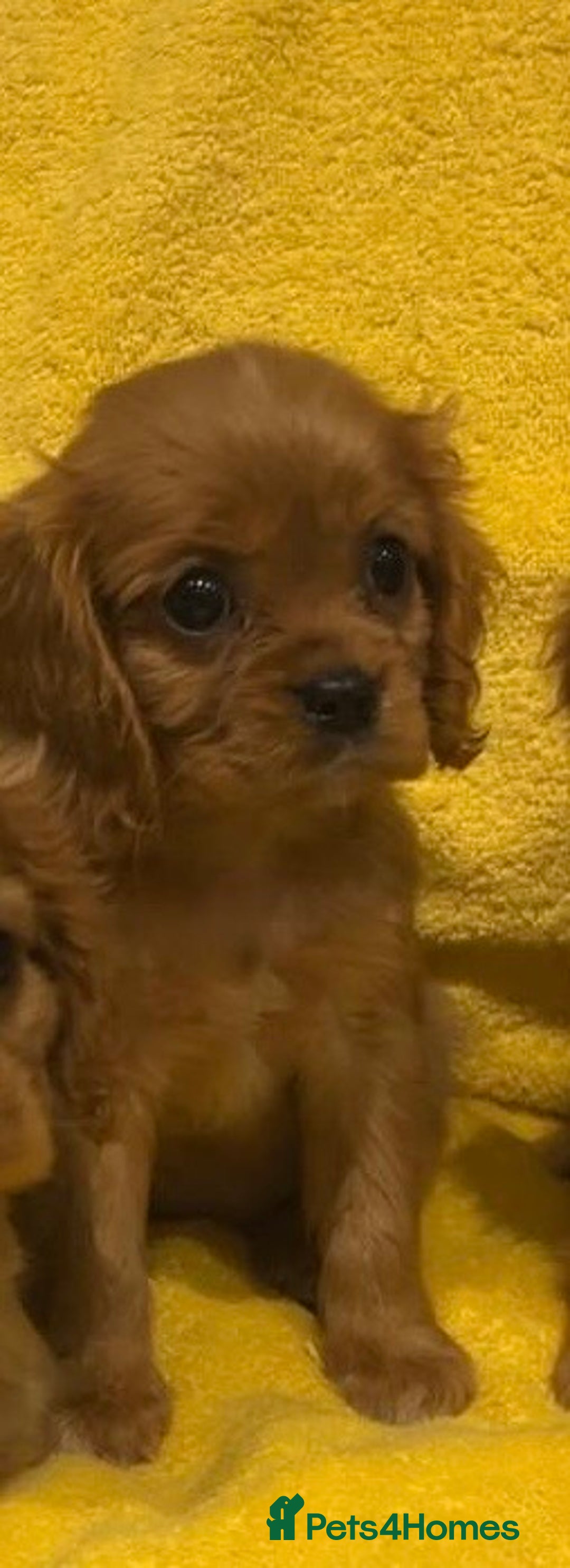 Cavalier King Charles Spaniel dogs for sale: Cavalier King Charles spaniel puppies 3 bitches  - Image 7