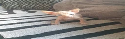 Sphynx cats for sale: Canadian sphynx ready to leave now  - Advert 31