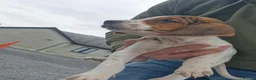 Mixed Breed dogs for sale: Litter of 8 beagle puppies  in Kilmarnock - Advert 6