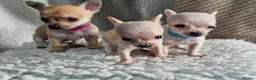 Chihuahua dogs for sale: Beautiful Tiny Chihuahua puppies  - Advert 1