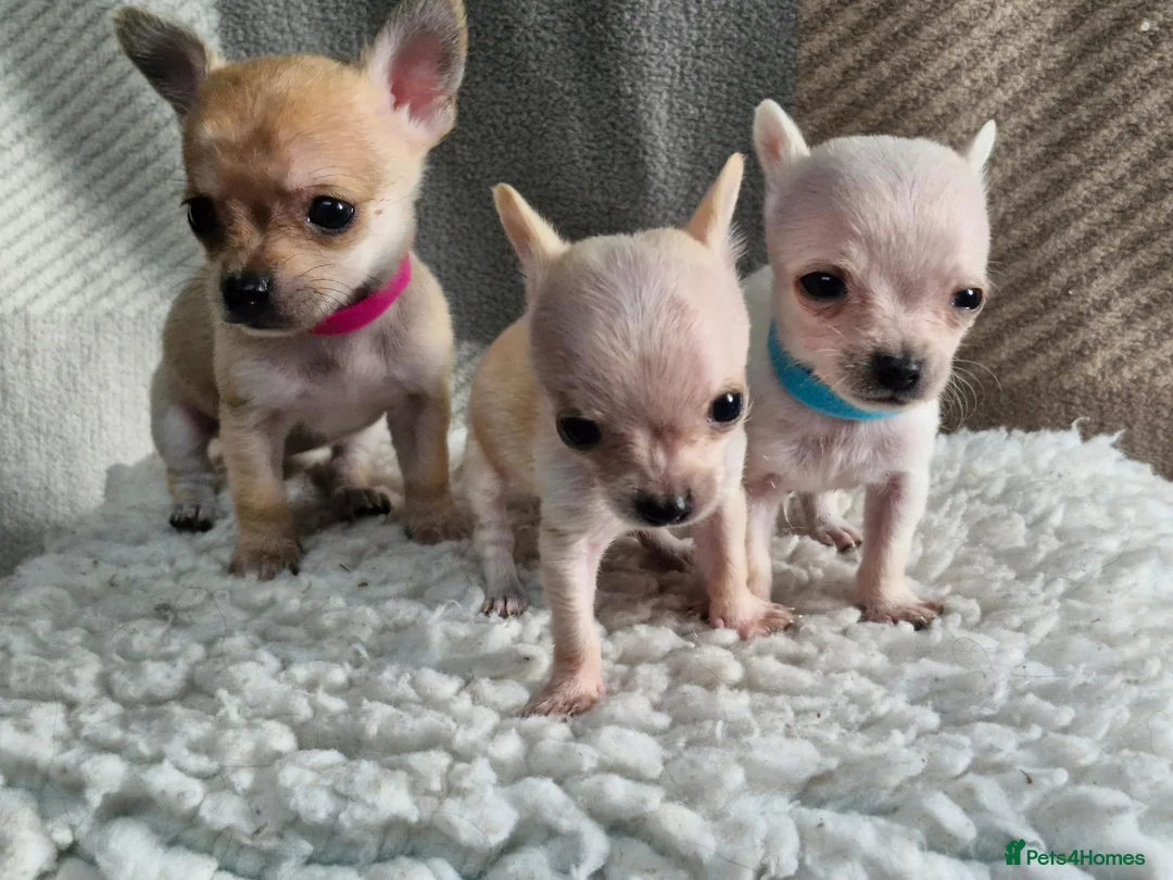 Chihuahua dogs for sale: Beautiful Tiny Chihuahua puppies  - Advert 1