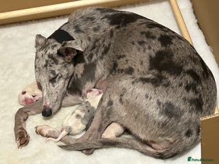 Whippet dogs Whippet lurcher pups - Advert 11