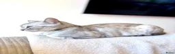 Bengal cats for sale: Beautiful Bengal girls  - Advert 12