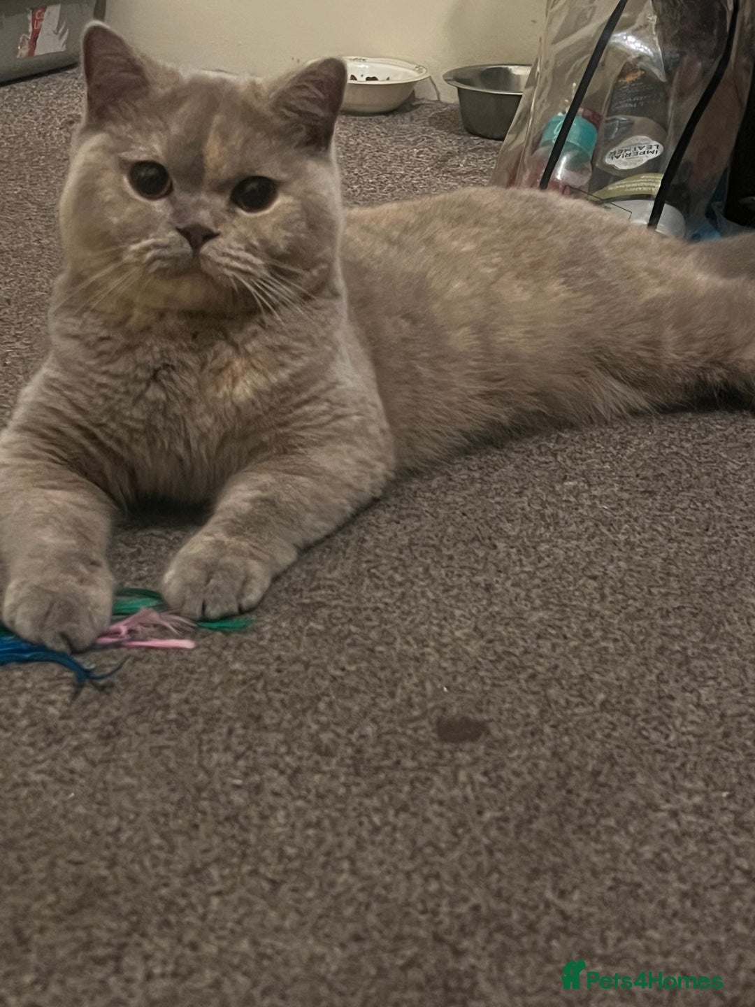 British Shorthair cats for sale: British shorthair female  - Advert 7