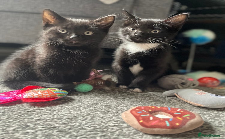 British Longhair cats - Advert 1