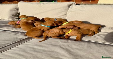 Hungarian Vizsla dogs - Advert 2
