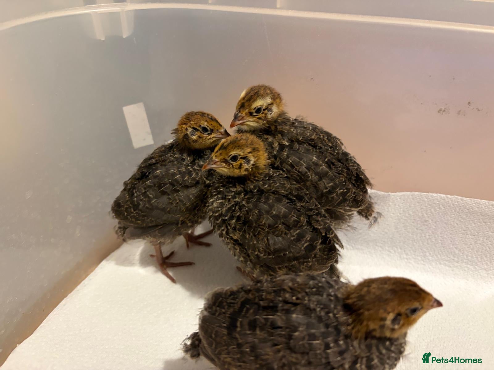 Quail poultry Unsexed 4x Quail Chicks 2 weeks old - Advert 3