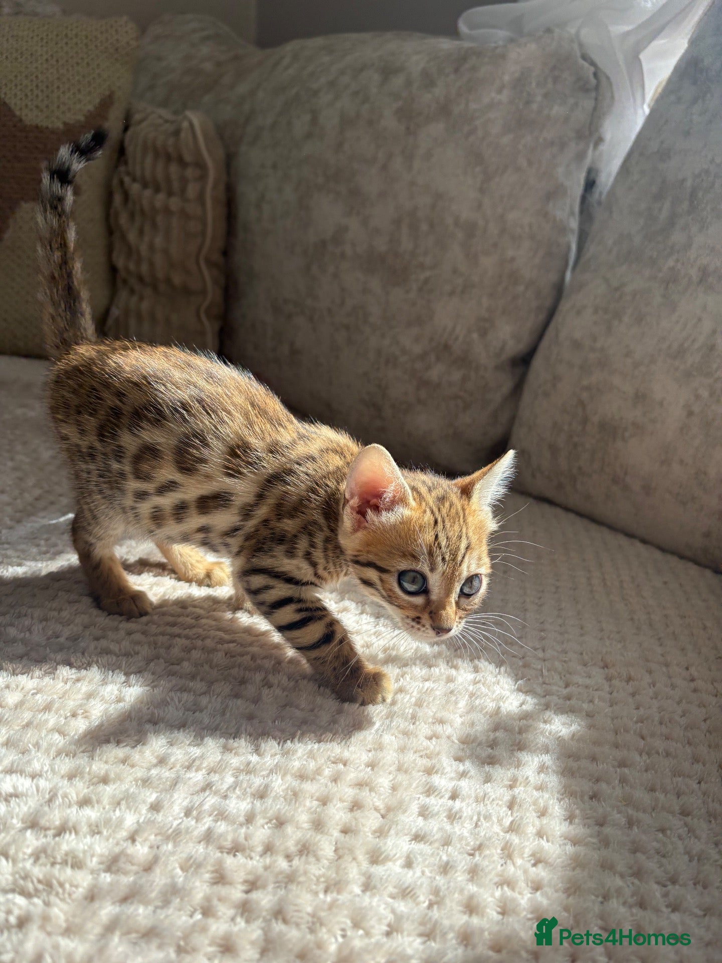 Bengal cats Ready to leave now gorgeous Bengal kittens  - Advert 8
