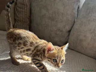 Bengal cats Ready to leave now gorgeous Bengal kittens - Advert 8