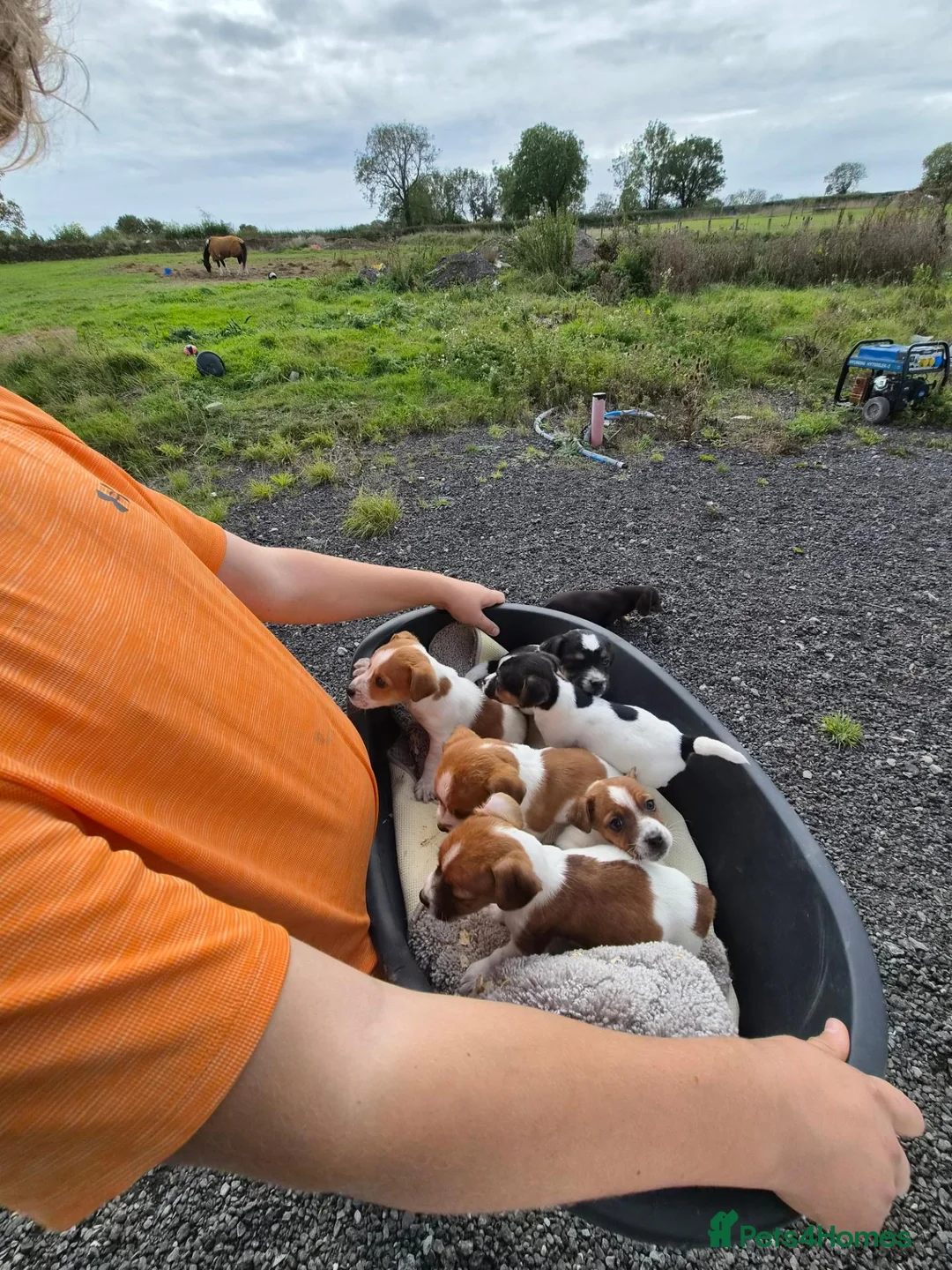 Jack Russell dogs for sale: Old fashion type Miniature jack russell puppies - Advert 2