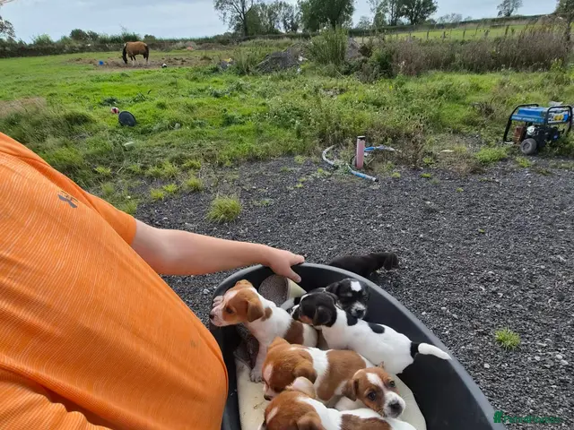 Jack Russell dogs for sale: Old fashion type Miniature jack russell puppies - Advert 2