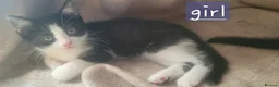 Mixed Breed cats for sale: Kitten ready now - Advert 3