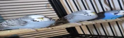 Lovebirds birds for sale: 8-12 months old budgies - Advert 3
