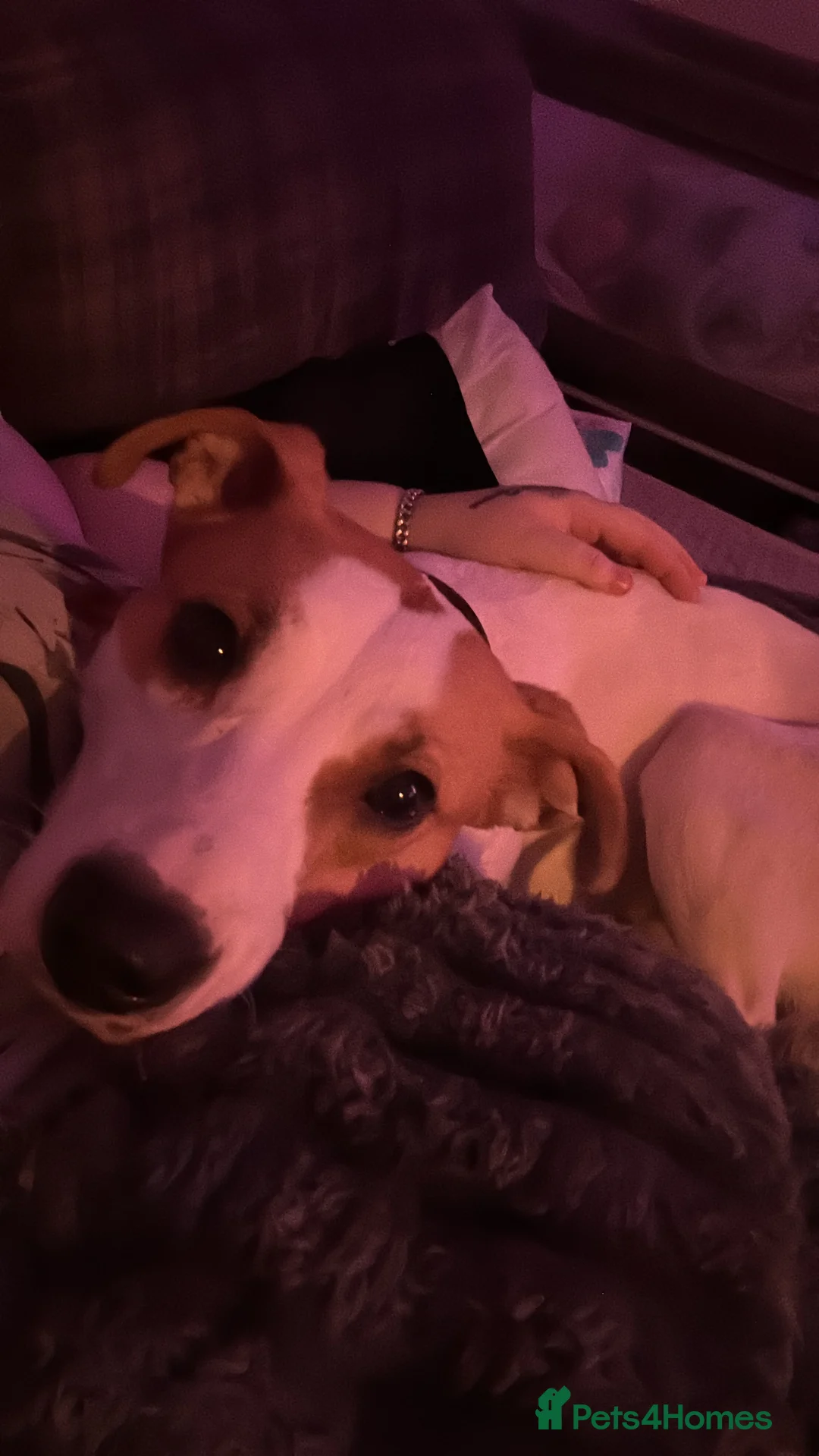 Mixed Breed dogs for sale: Dixie in Doncaster - Advert 2