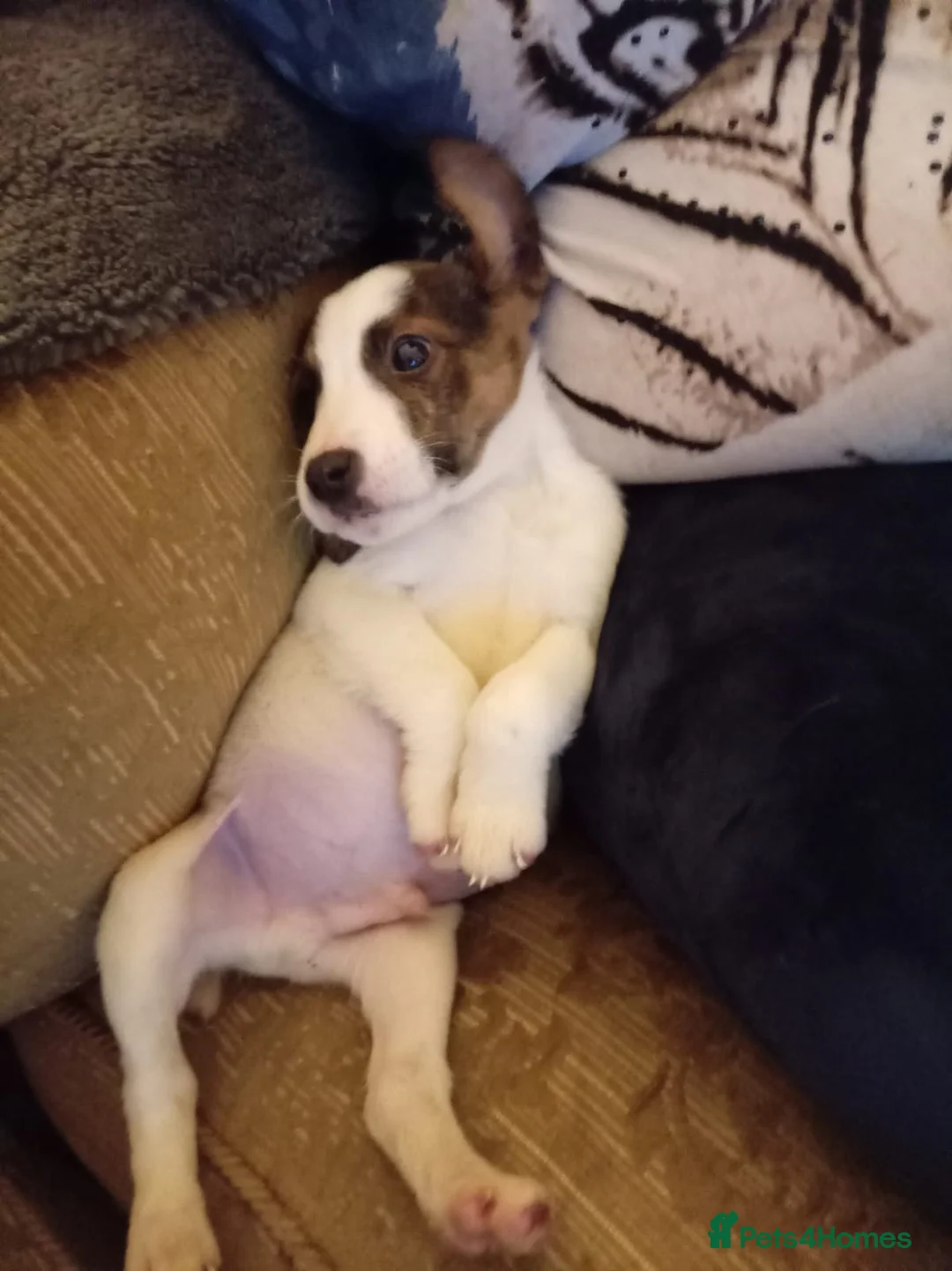 Mixed Breed dogs for sale: Beagle X Jack Russell  puppys  - Advert 7