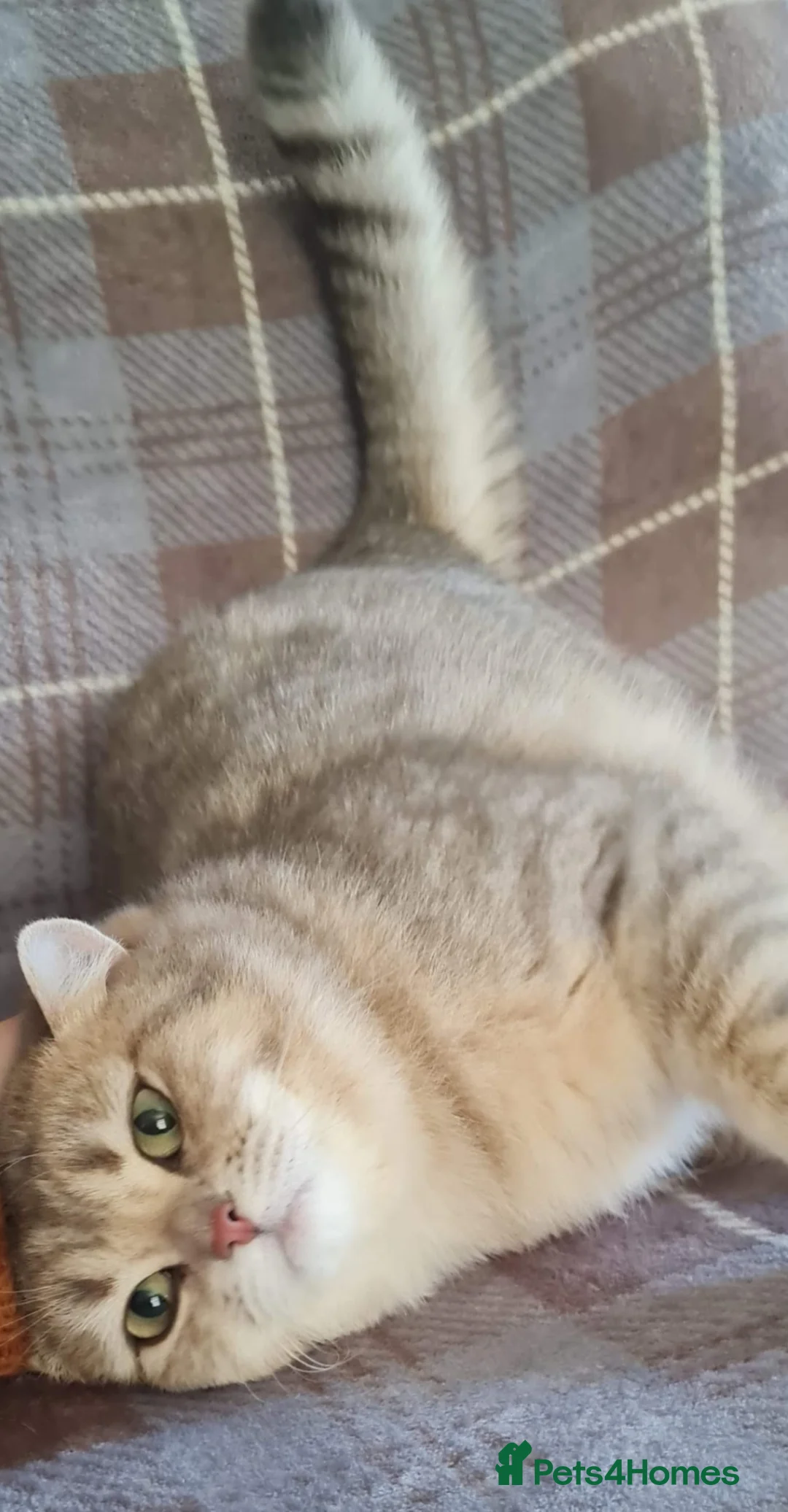 British Shorthair cats for stud: stud boys in Rhyl - Advert 2