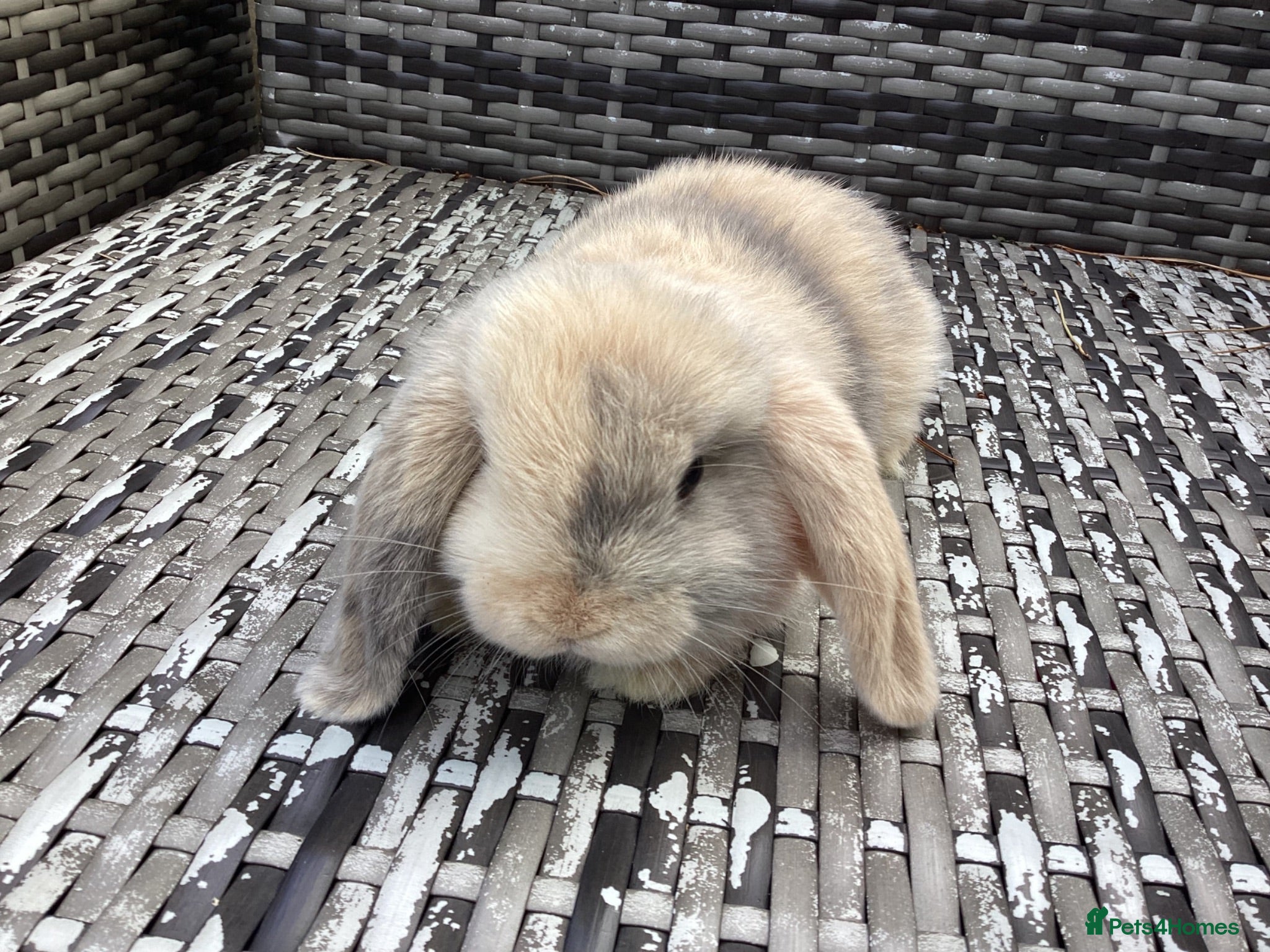 Mini Lop rabbits Beautiful mini lop babies ready NOW  - Advert 4
