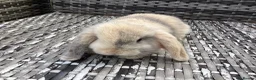 Mini Lop rabbits for sale: Beautiful mini lop babies ready NOW  - Advert 1