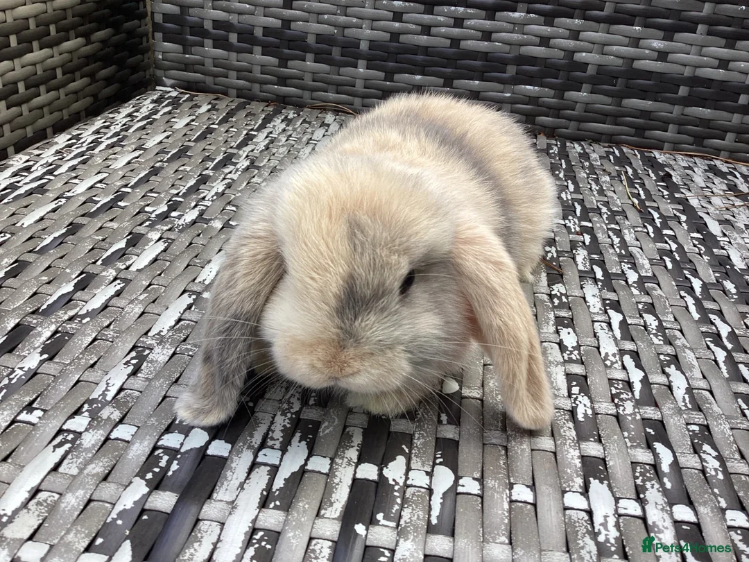 Mini Lop rabbits for sale: Beautiful mini lop babies ready NOW  - Advert 1