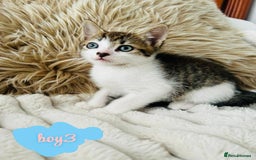 Mixed Breed cats for sale: Beautiful Kittens For Sale  - Image 2