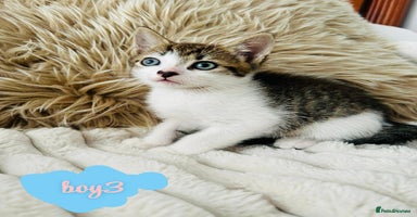 Mixed Breed cats - Advert 16