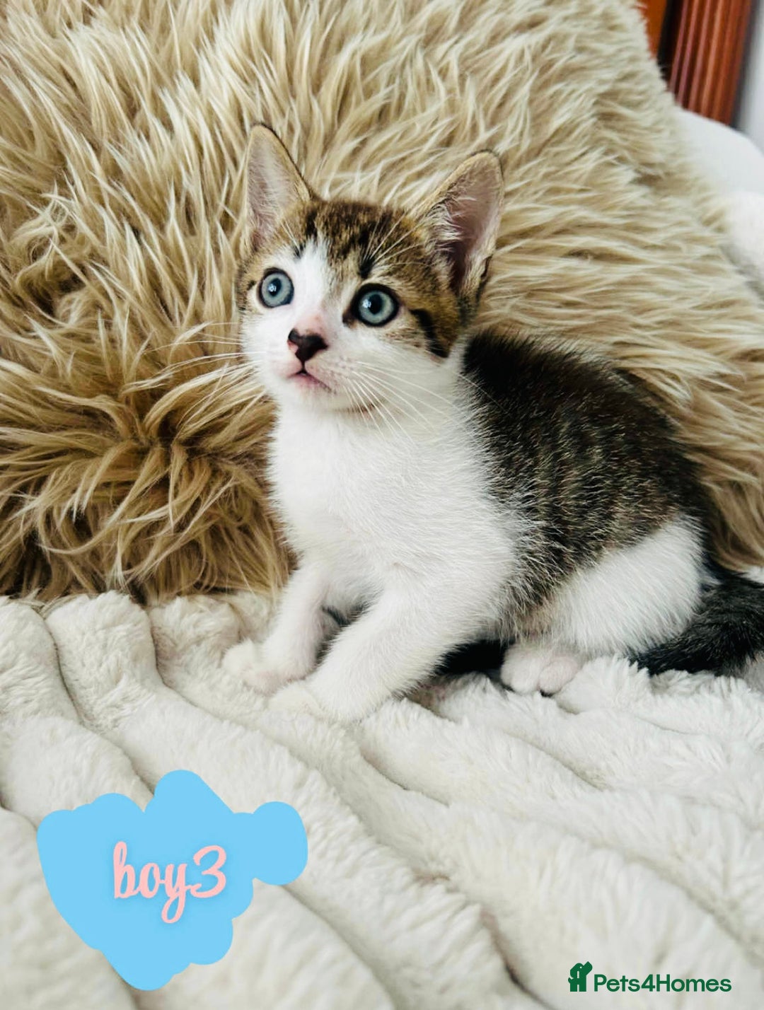 Mixed Breed cats for sale: Beautiful Kittens For Sale  - Image 2