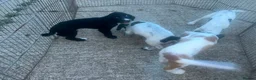 Cocker Spaniel dogs for sale: Cocker spaniel pups in Romney Marsh - Advert 12