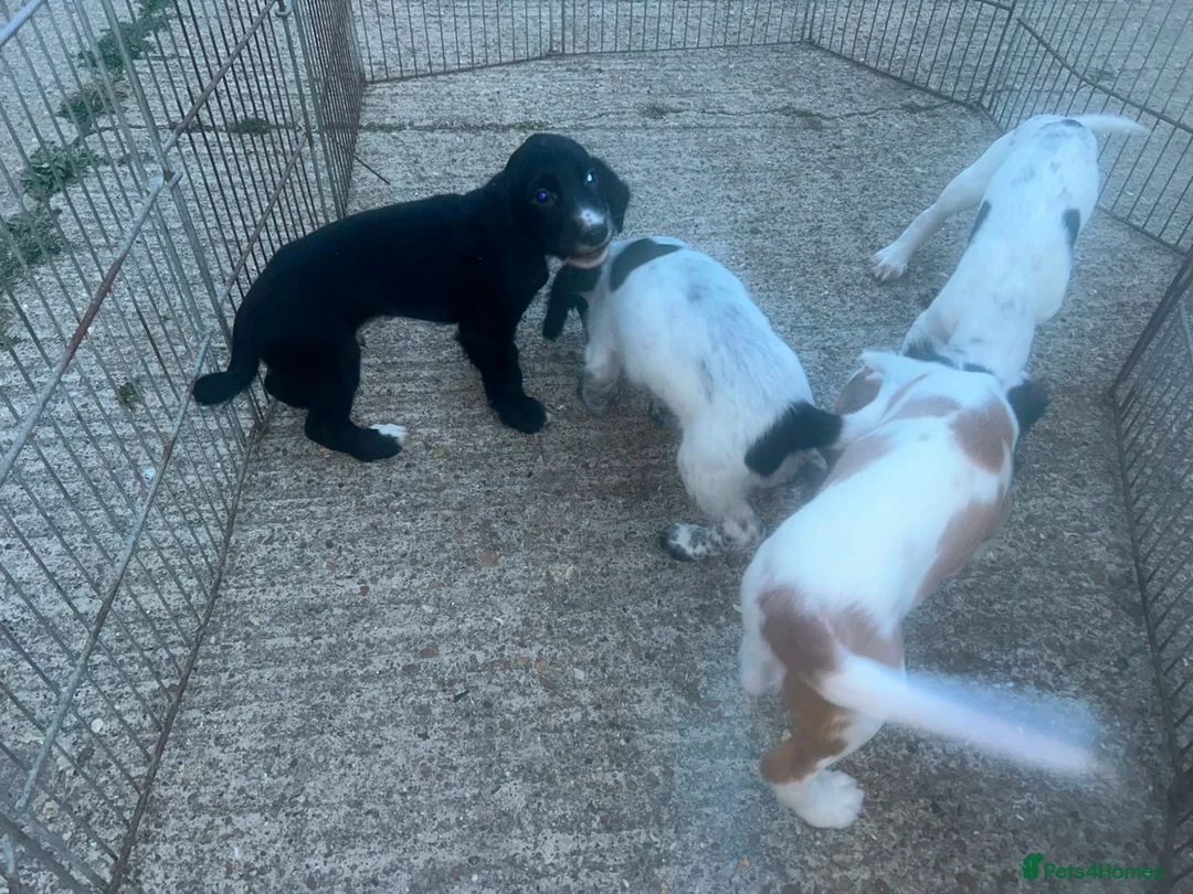 Cocker Spaniel dogs for sale: Cocker spaniel pups in Romney Marsh - Advert 12