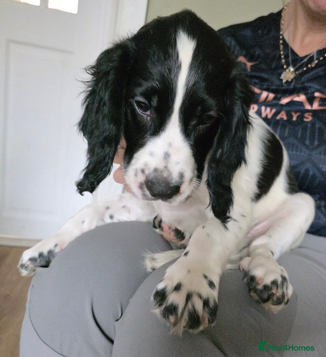 Cocker Spaniel dogs for sale: 4x Cocker Spaniel pups blue roan READY TO GO - Image 12